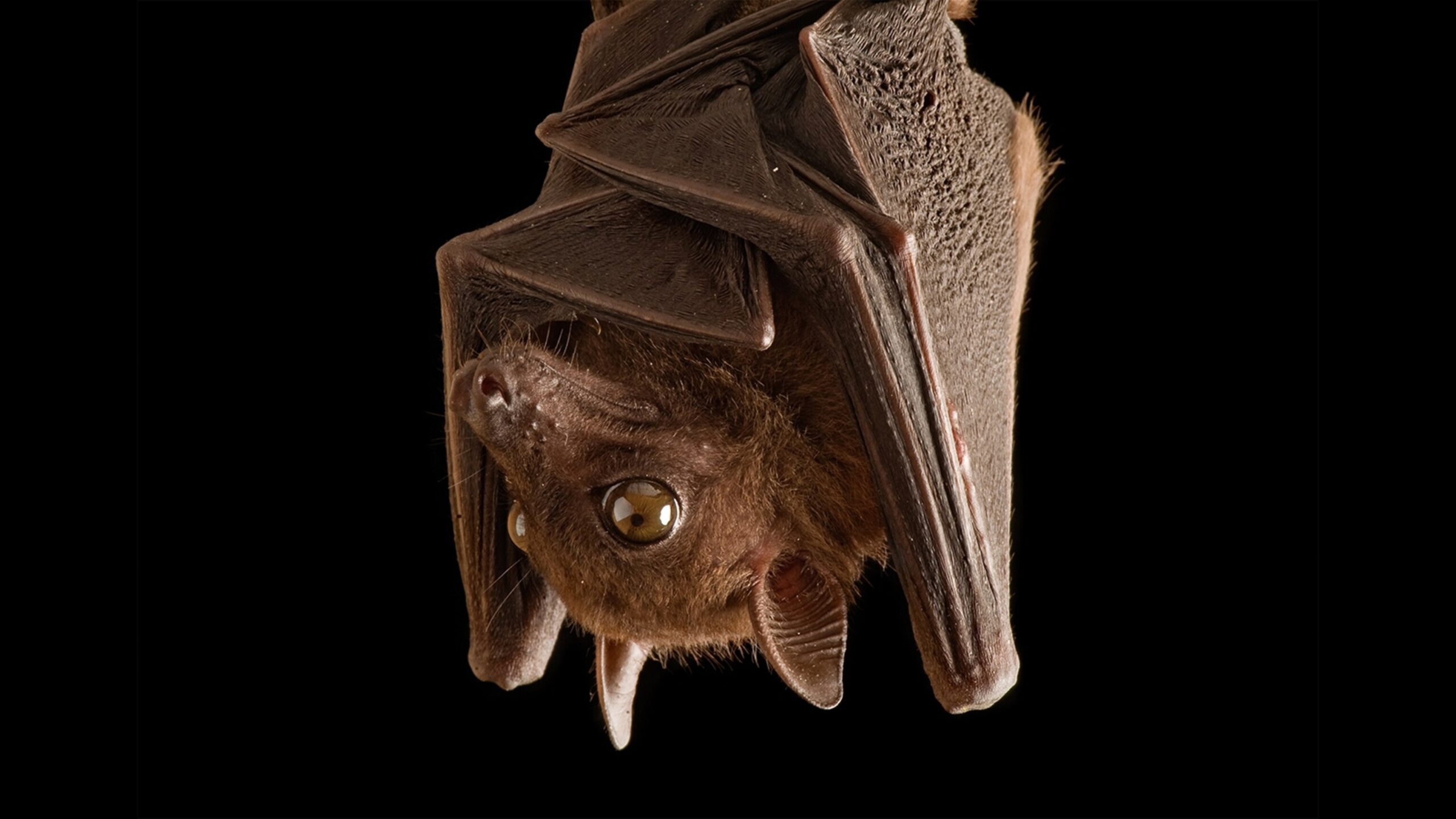 The Meaning of a Bat Sighting Rebekah Lee Ives