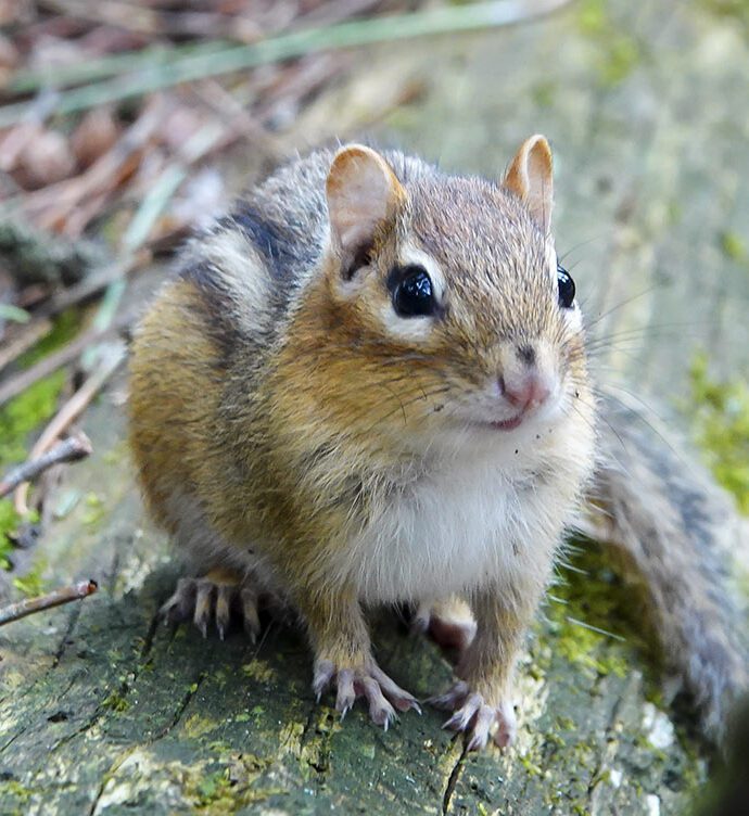 The Meaning of a Chipmunk Sighting