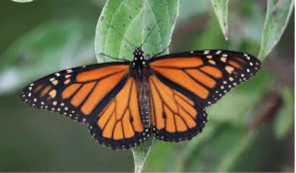 Butterfly Symbolism: 10 Spiritual Meanings of Butterflies