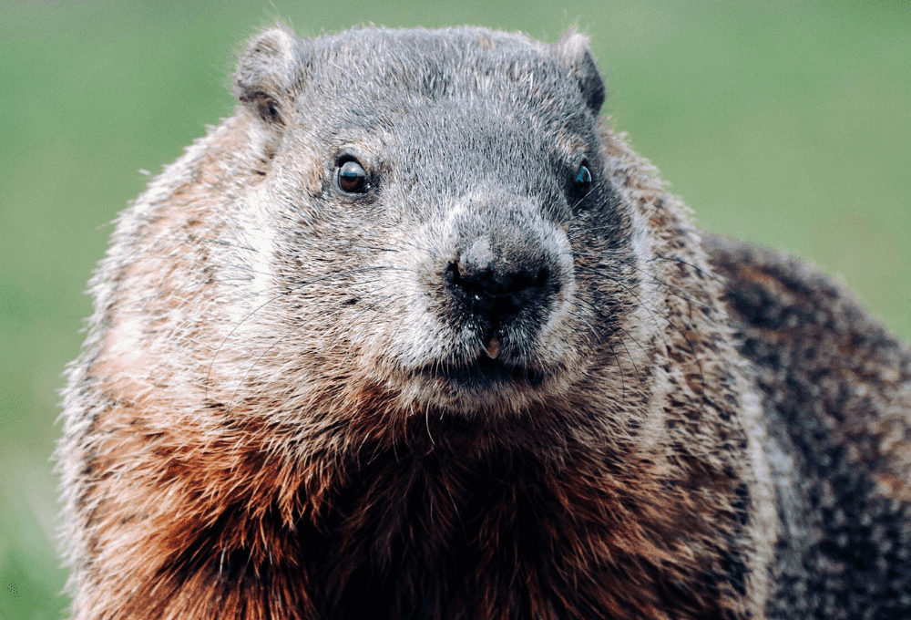 Groundhog Symbolism: 9 Spiritual Meanings of Groundhogs