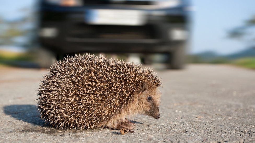 The Meaning of a Hedgehog Sighting