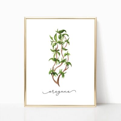 Set of Six Paintings Featuring Natural Herbs (Oregano, Sage, Rosemary, Basil, Thyme)