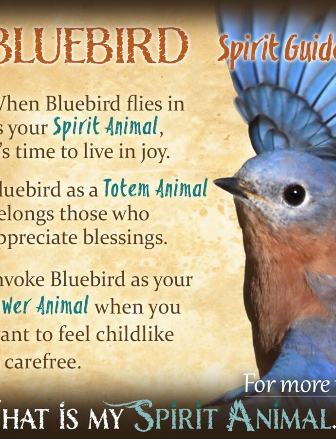 9 Symbolic Meanings of the Bluebird