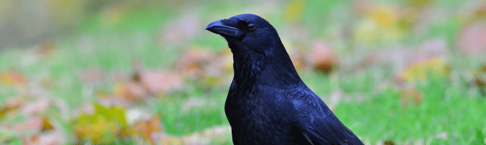 Crow Symbolism: 8 Spiritual Meanings of the Crow