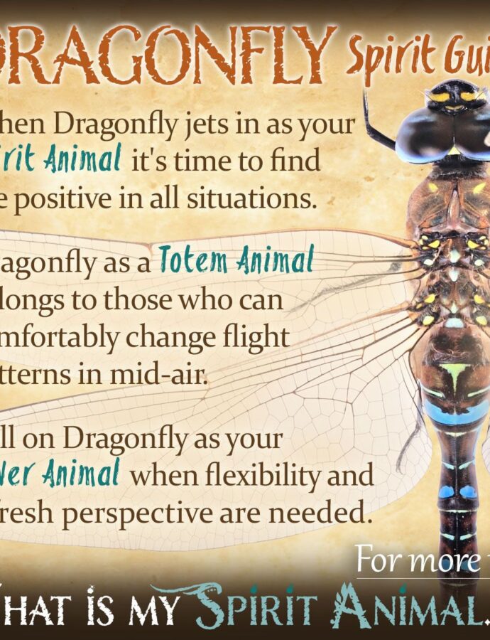 Dragonfly Symbolism: 8 Spiritual Messages of the Dragonfly