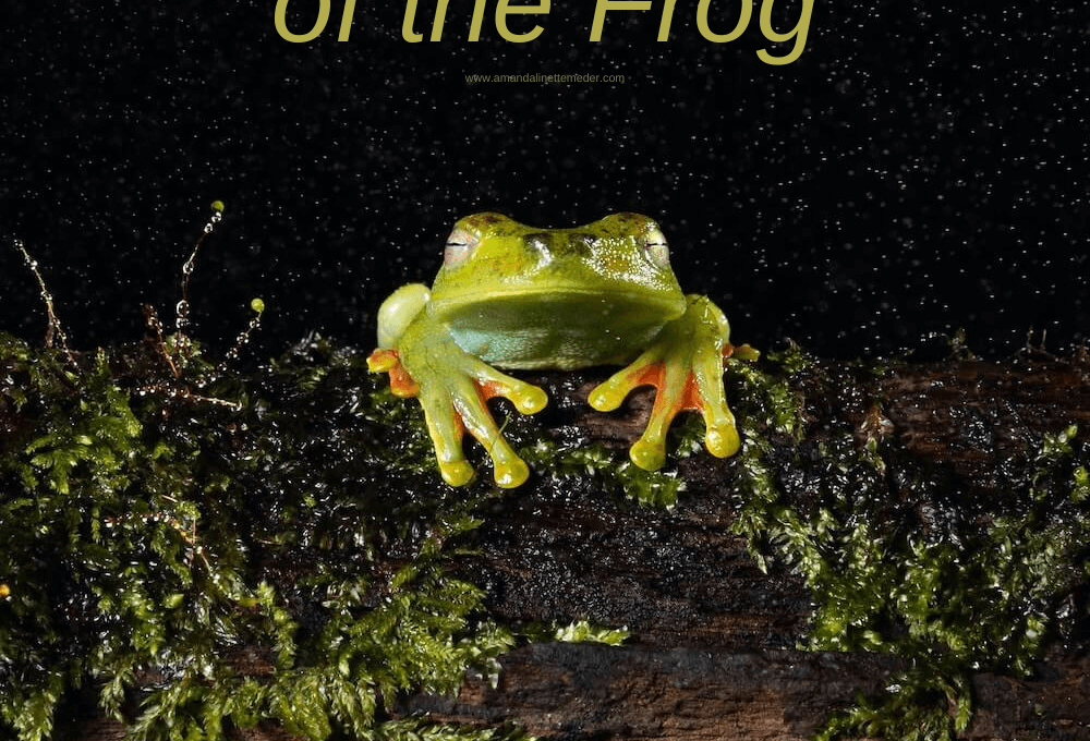Frog Symbolism: 7 Spiritual Messages of the Frog