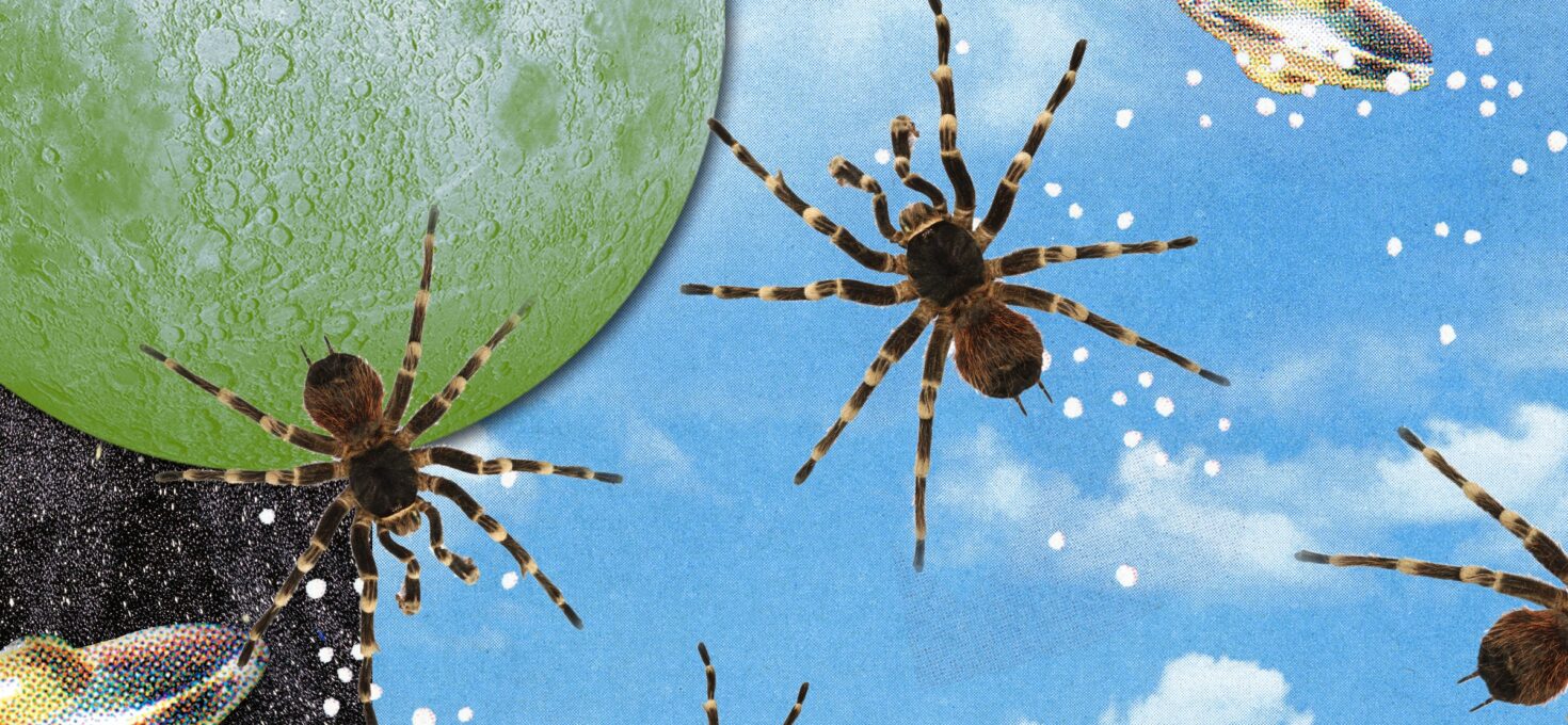 Spider Symbolism: 7 Spiritual Messages of the Spider