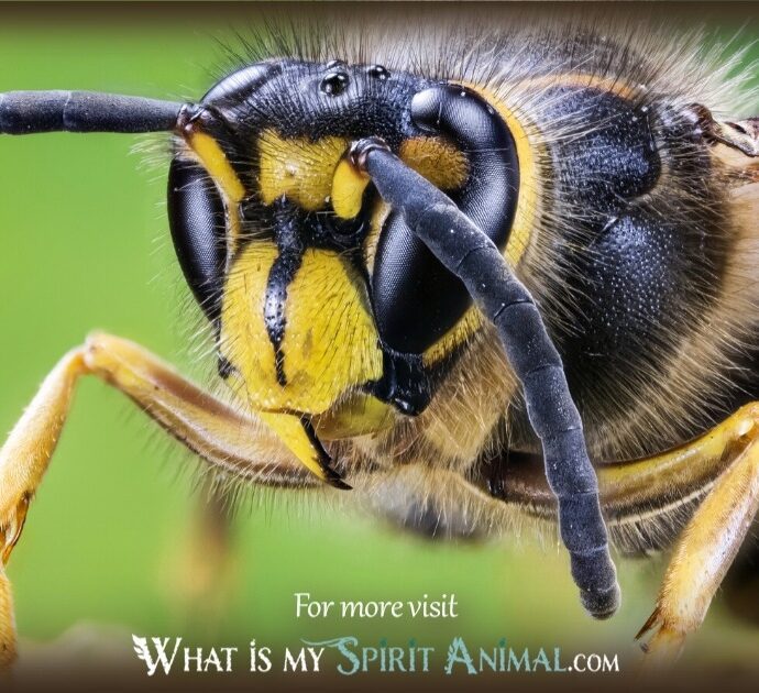 Wasp Symbolism: 7 Spiritual Meanings of Wasps