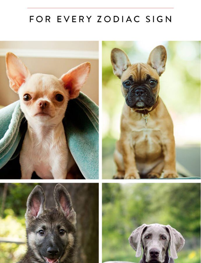 The Ideal Dog Breed For Your Zodiac Sign