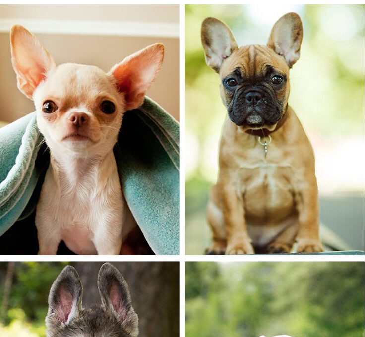 The Ideal Dog Breed For Your Zodiac Sign