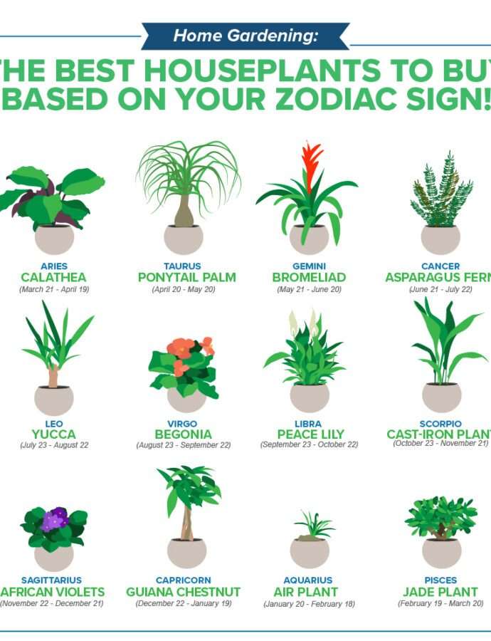 Green Horoscopes: Match Your Sun Sign with the Ideal Indoor Plant