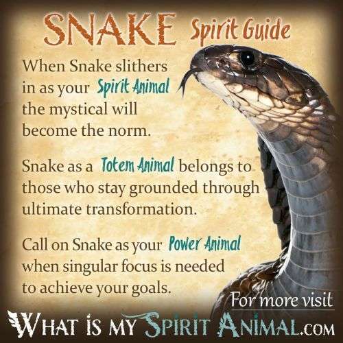 Snake Spirit Animal Symbolism and Meaning