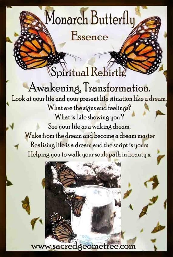 Butterfly Spirit Animal – Symbolism and Meaning