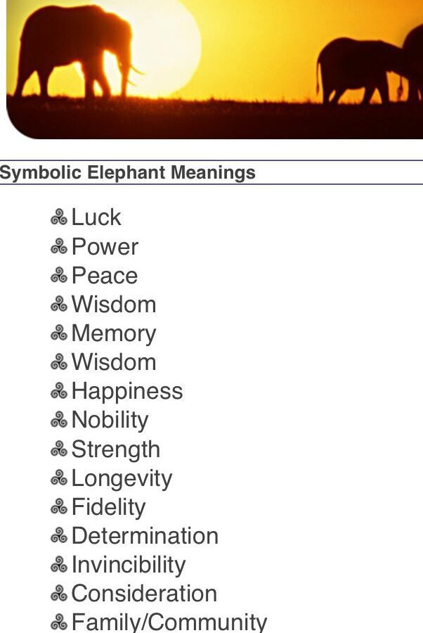 Elephant Spirit Animal – Symbolism and Meaning