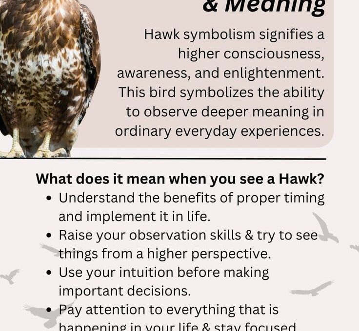 Hawk Spirit Animal – Symbolism and Meaning