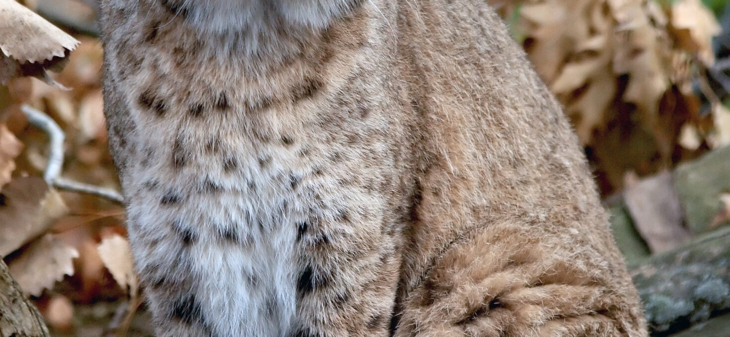 The Meaning of a Bobcat Sighting
