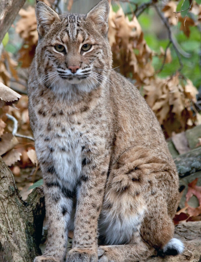 The Meaning of a Bobcat Sighting