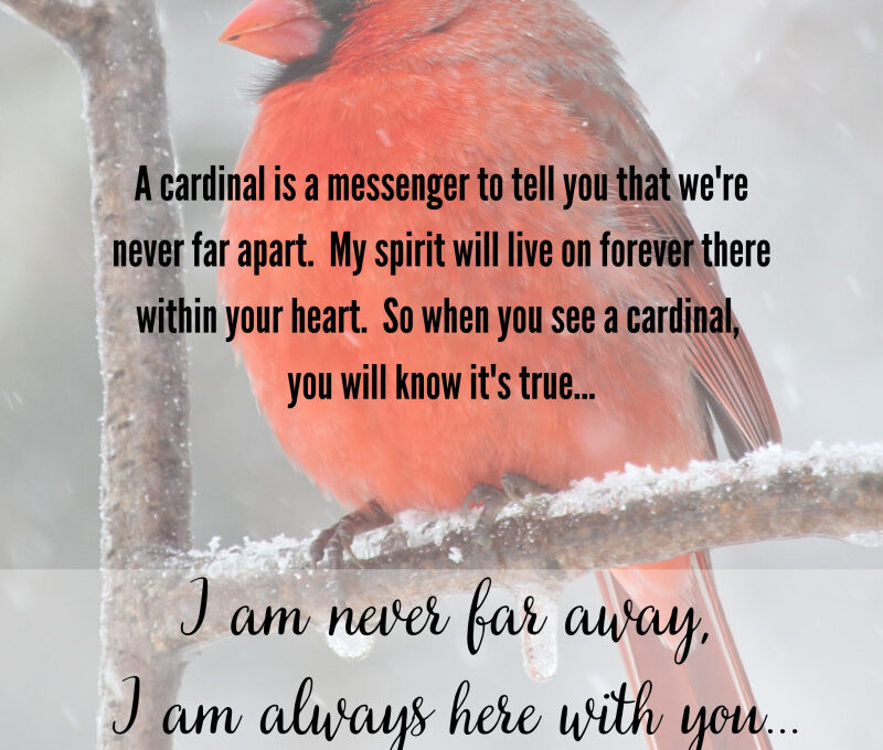 Cardinal Spirit Animal – Symbolism and Meaning