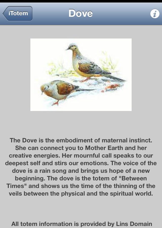 Dove Spirit Animal – Symbolism and Meaning