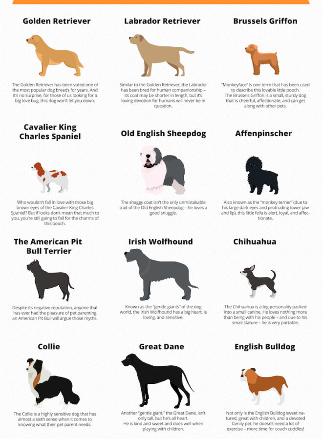 The Best Emotional Support Dog for Each Sign